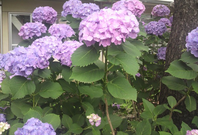 イラストの話とか